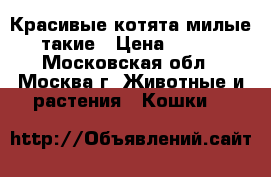 Красивые котята милые такие › Цена ­ 300 - Московская обл., Москва г. Животные и растения » Кошки   